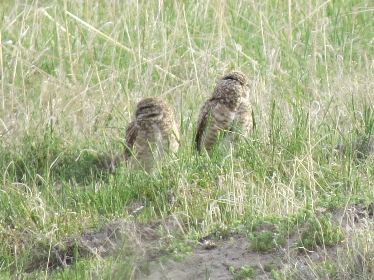Burrowing Owl (Western) - ML566083401