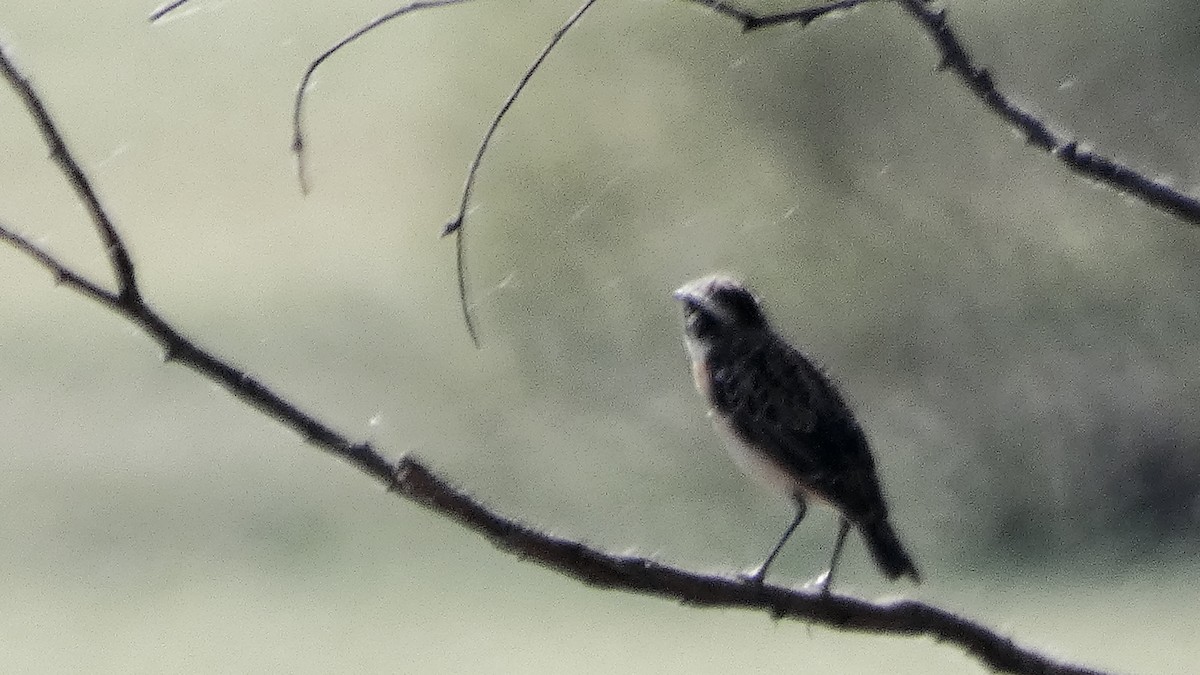 Whinchat - ML566083801