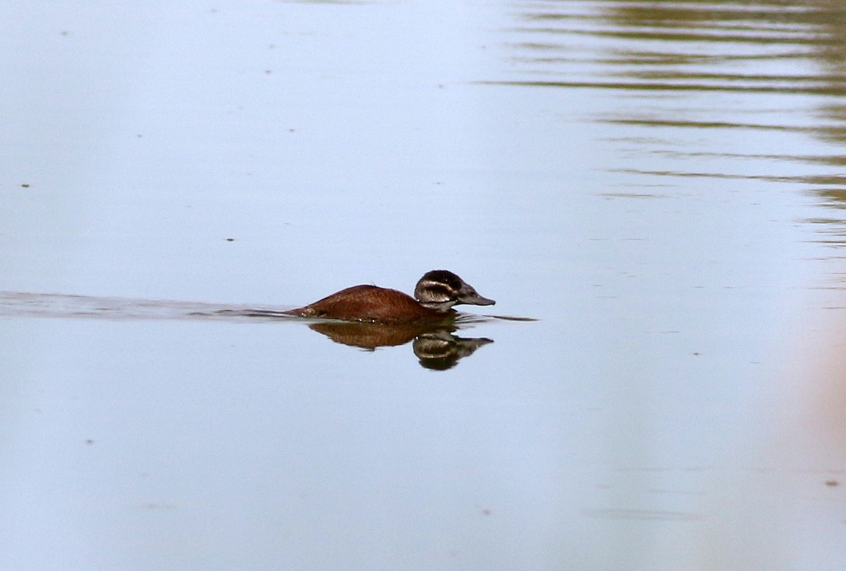 White-headed Duck - ML566083971