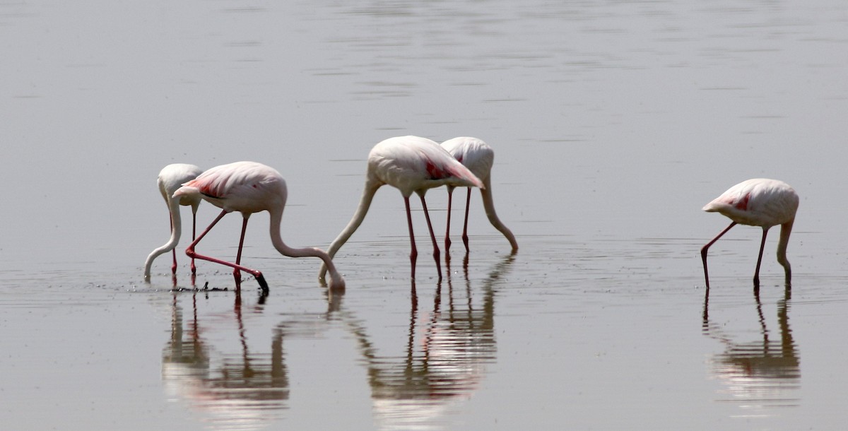 Greater Flamingo - ML566084121