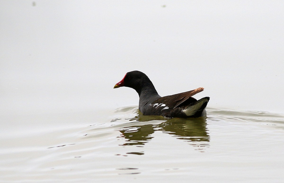 Eurasian Moorhen - ML566084271