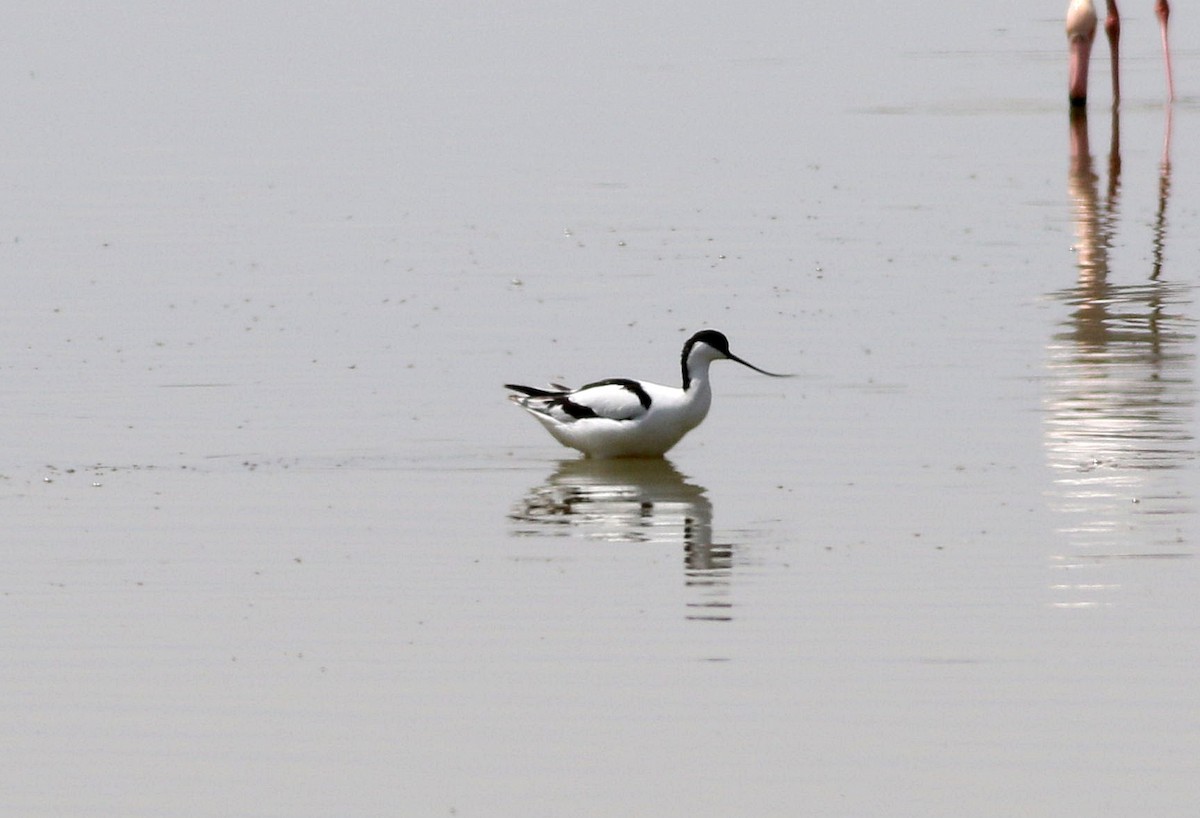 Avocette élégante - ML566084381