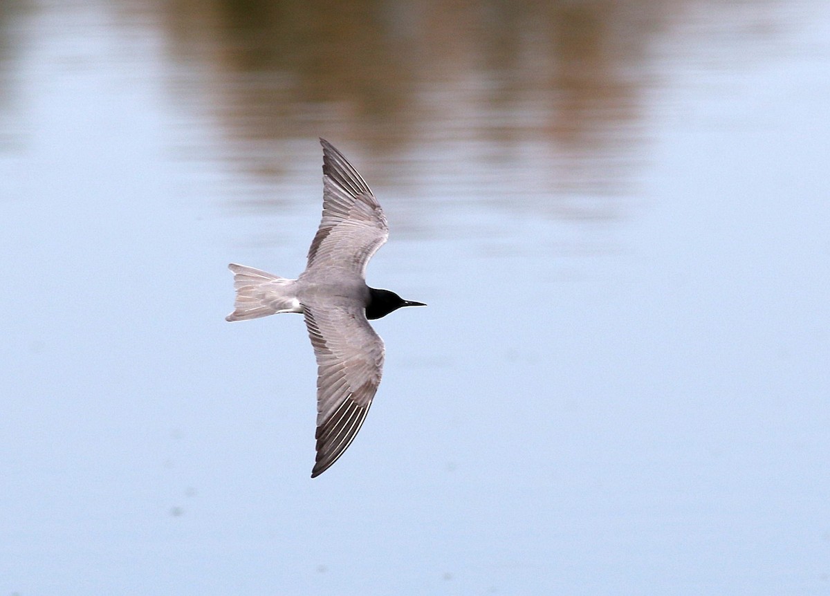 Black Tern - ML566085011