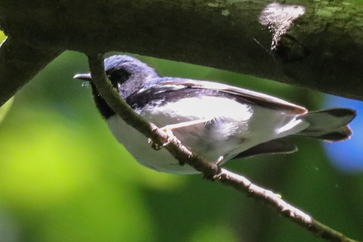 Black-throated Blue Warbler - ML566085181
