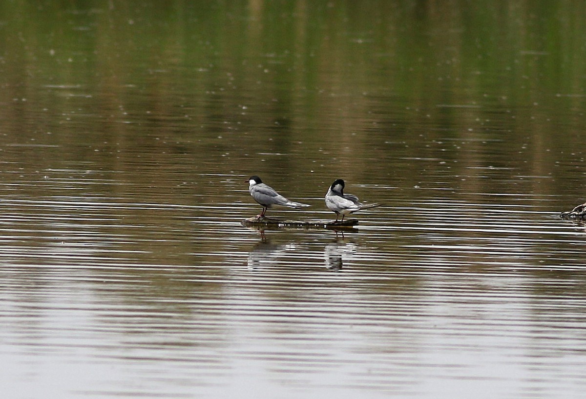 Whiskered Tern - ML566085201