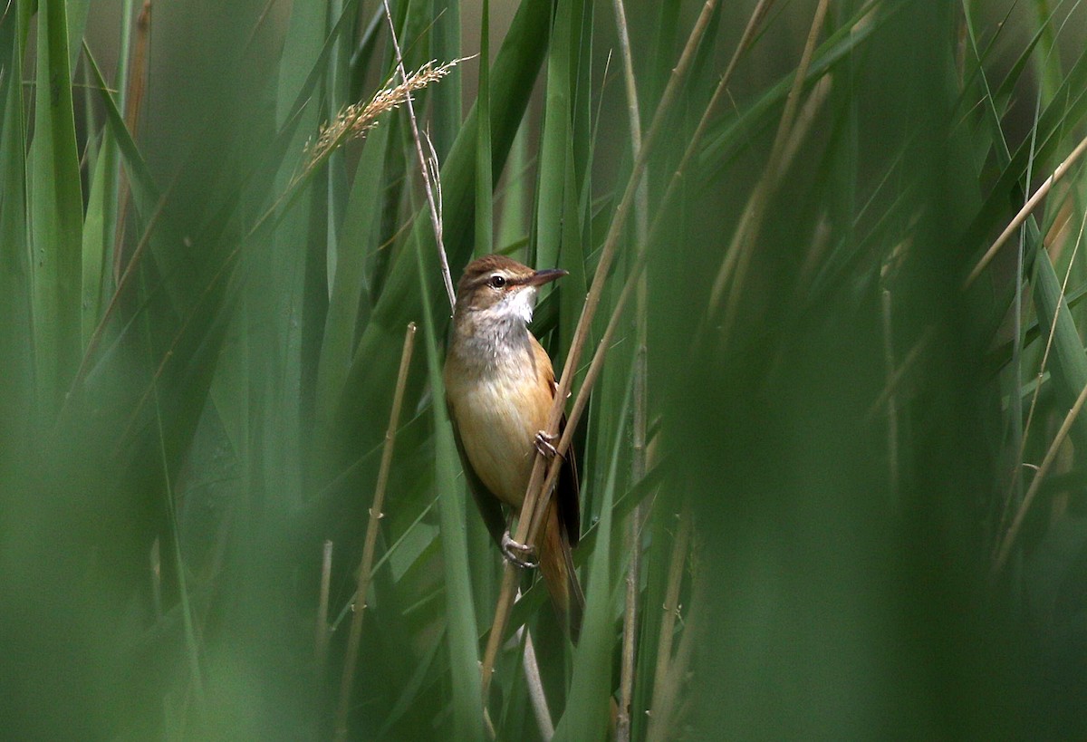 Great Reed Warbler - Miguel García