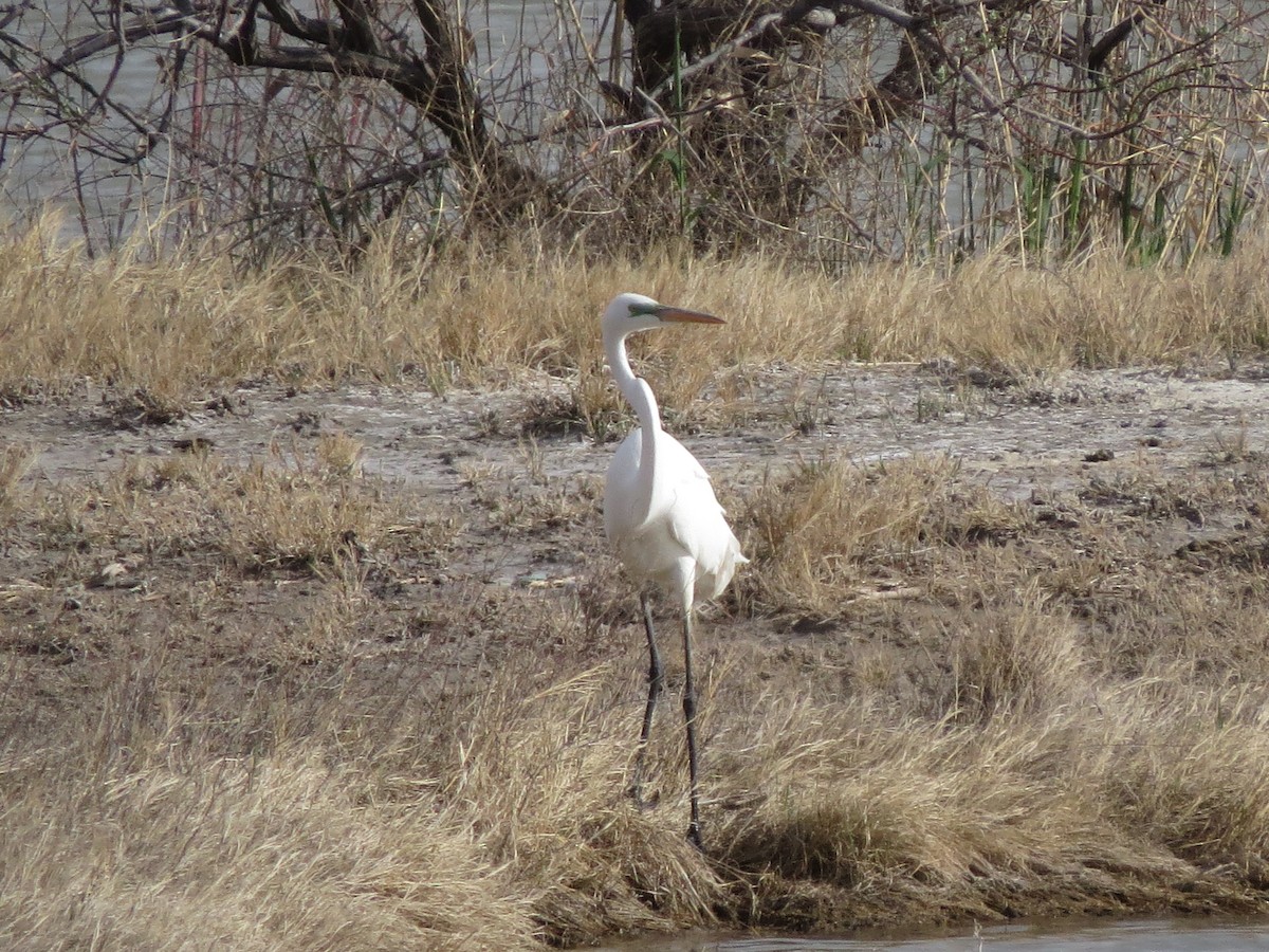 Great Egret - ML566085581