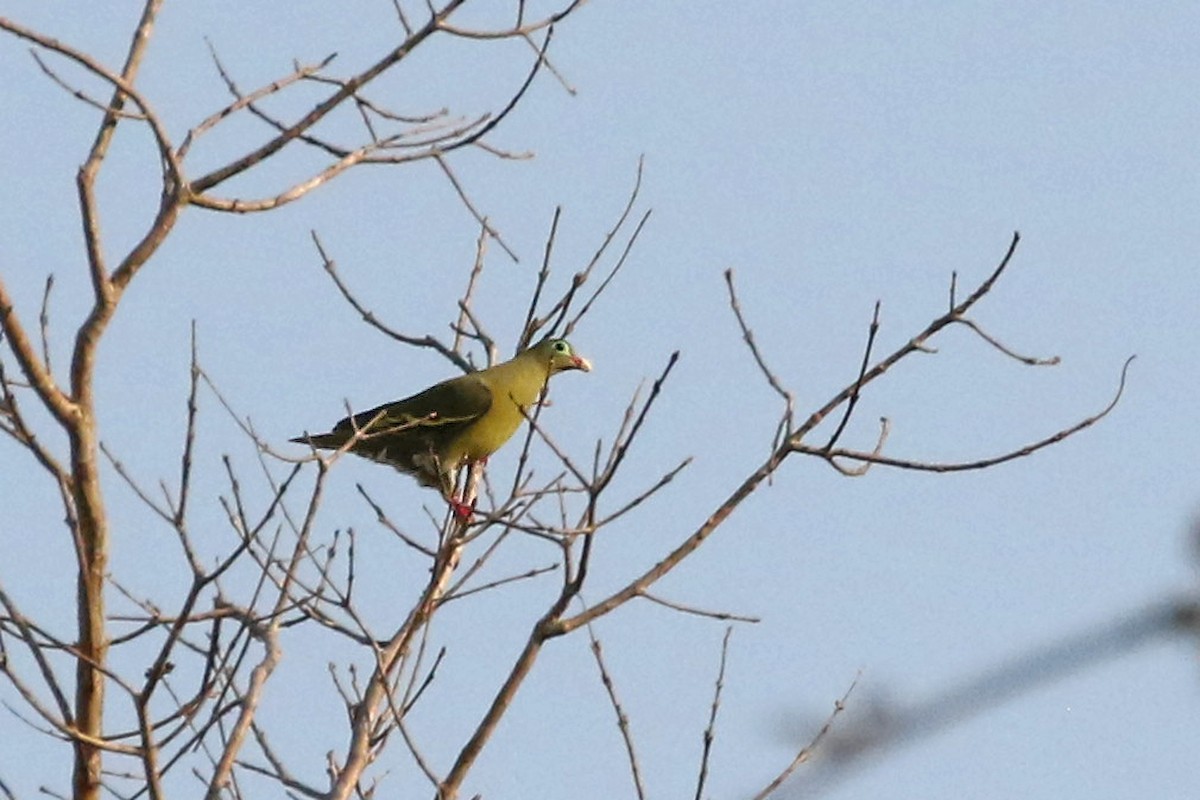 Thick-billed Green-Pigeon - ML566087281