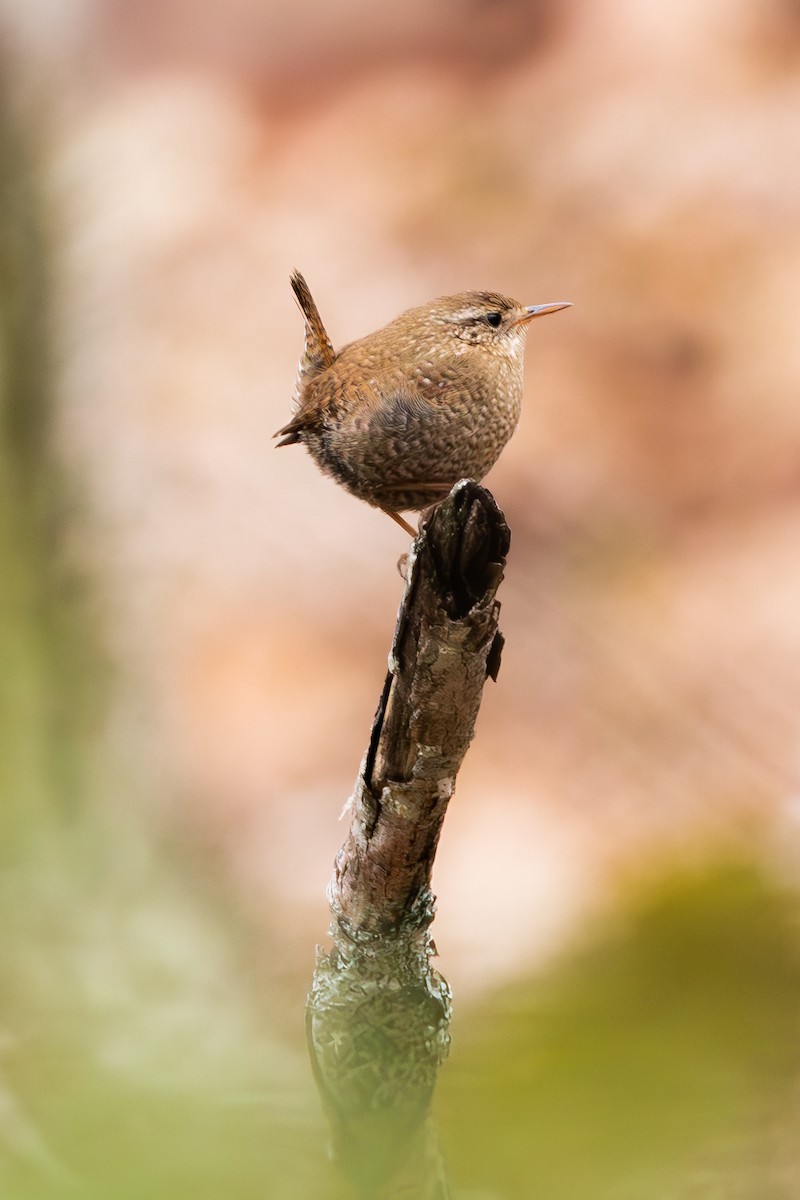 Winter Wren - ML566087441