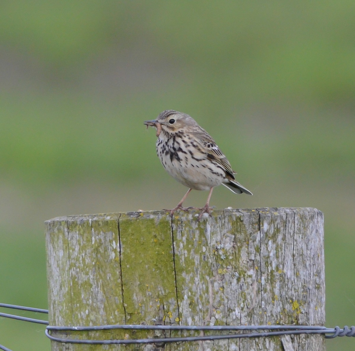 Meadow Pipit - ML566087631