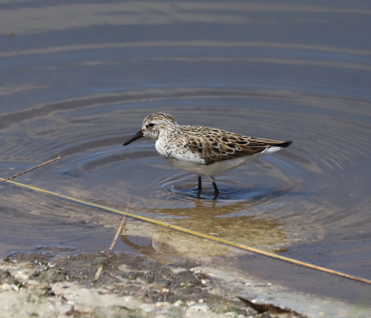 Bécasseau sanderling - ML566087641