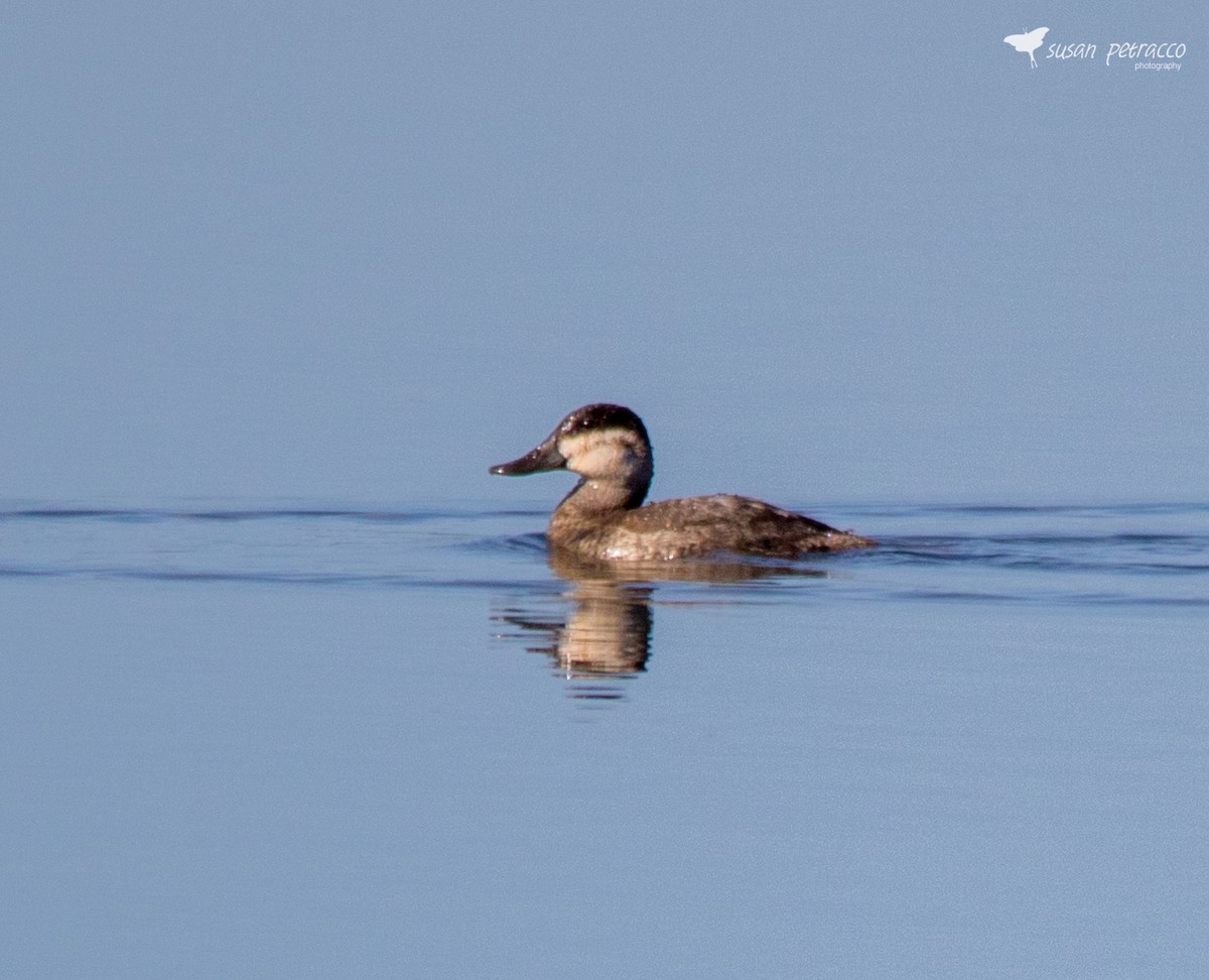 Ruddy Duck - ML566088071