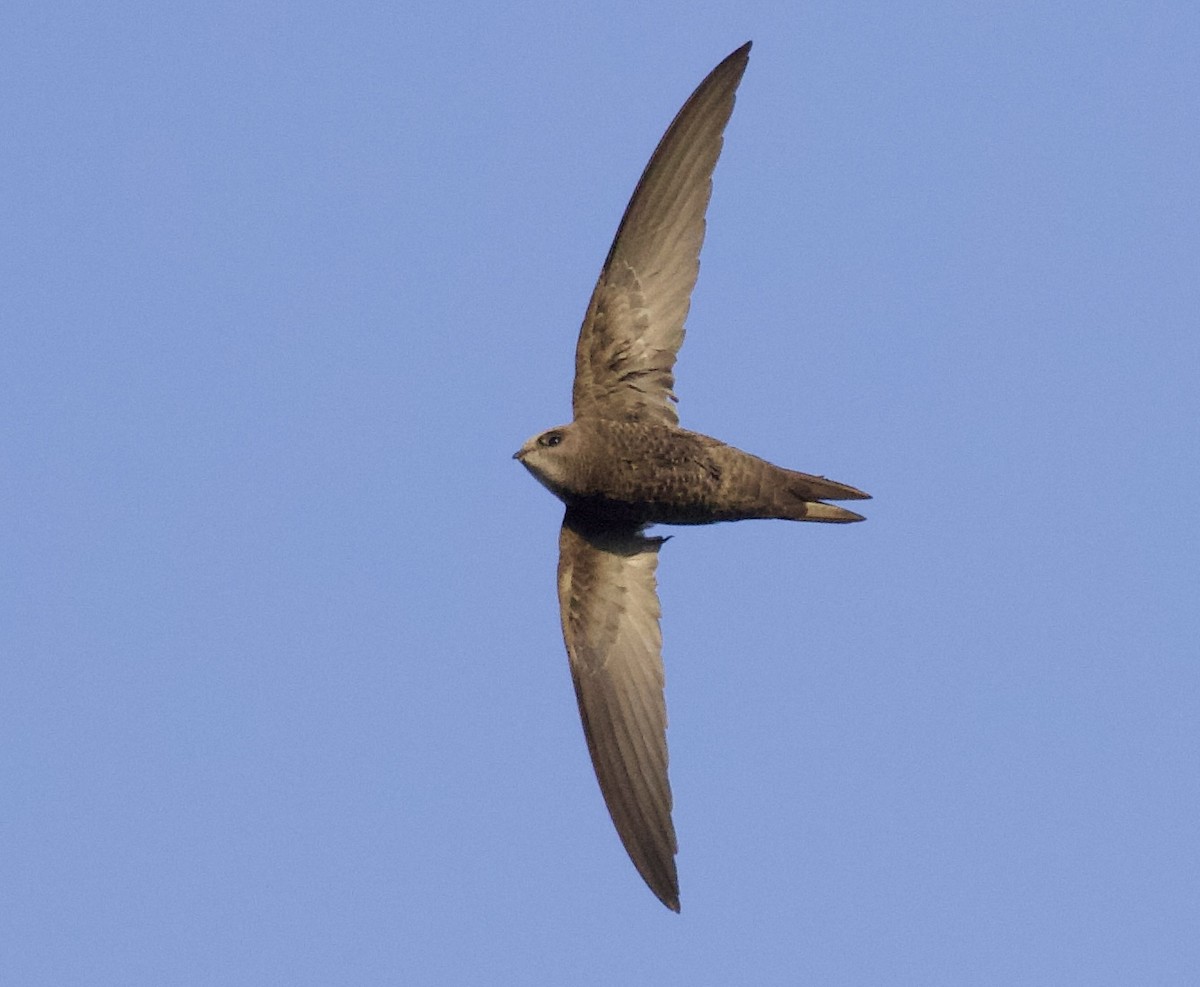 Pallid Swift - Otto Mayer