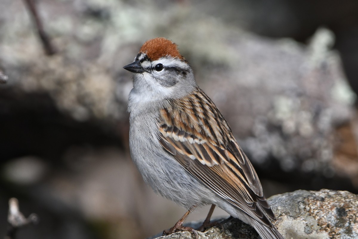 Chipping Sparrow - ML566088661