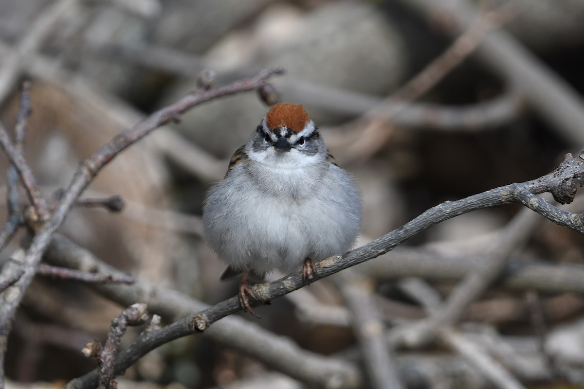 Chipping Sparrow - ML566088671