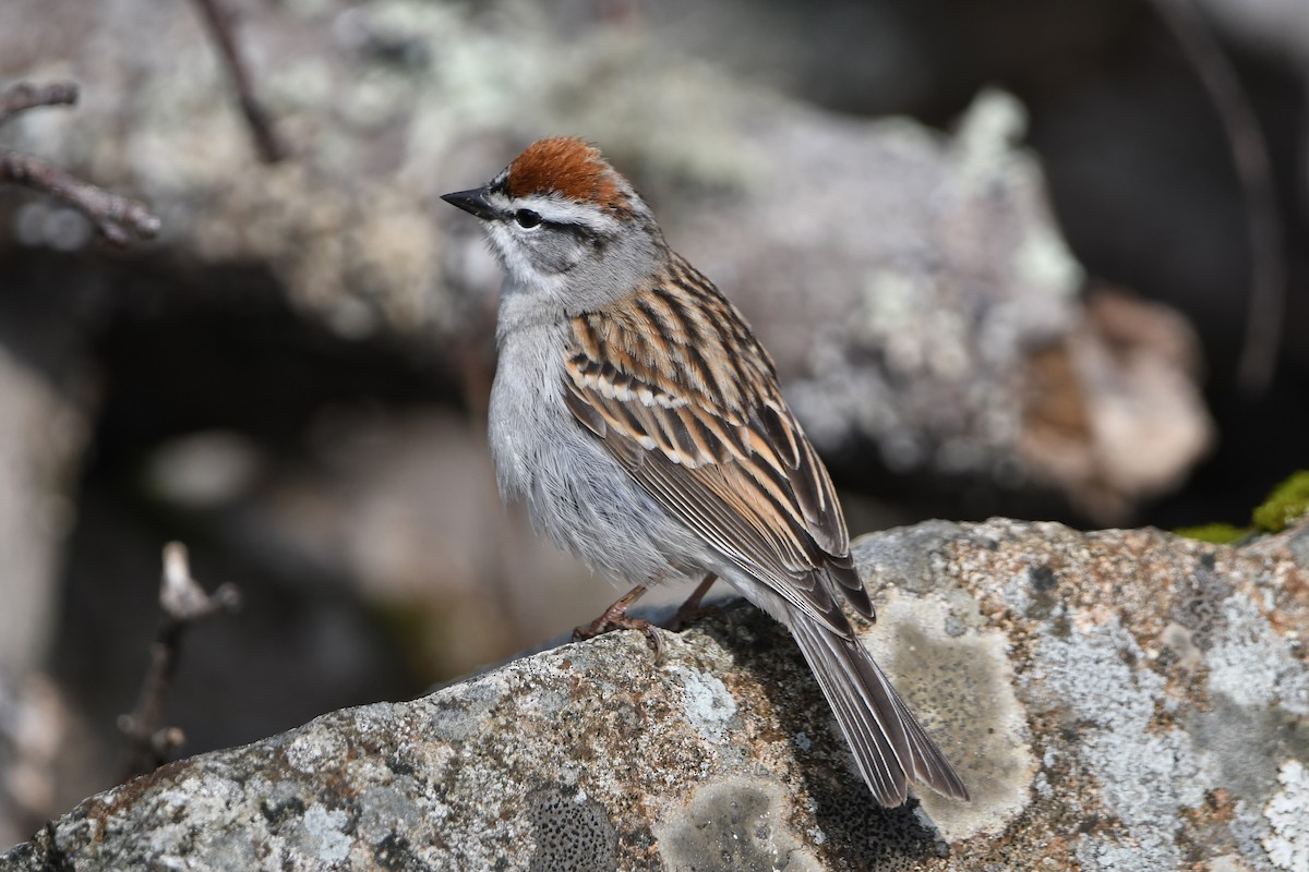 Chipping Sparrow - ML566088681