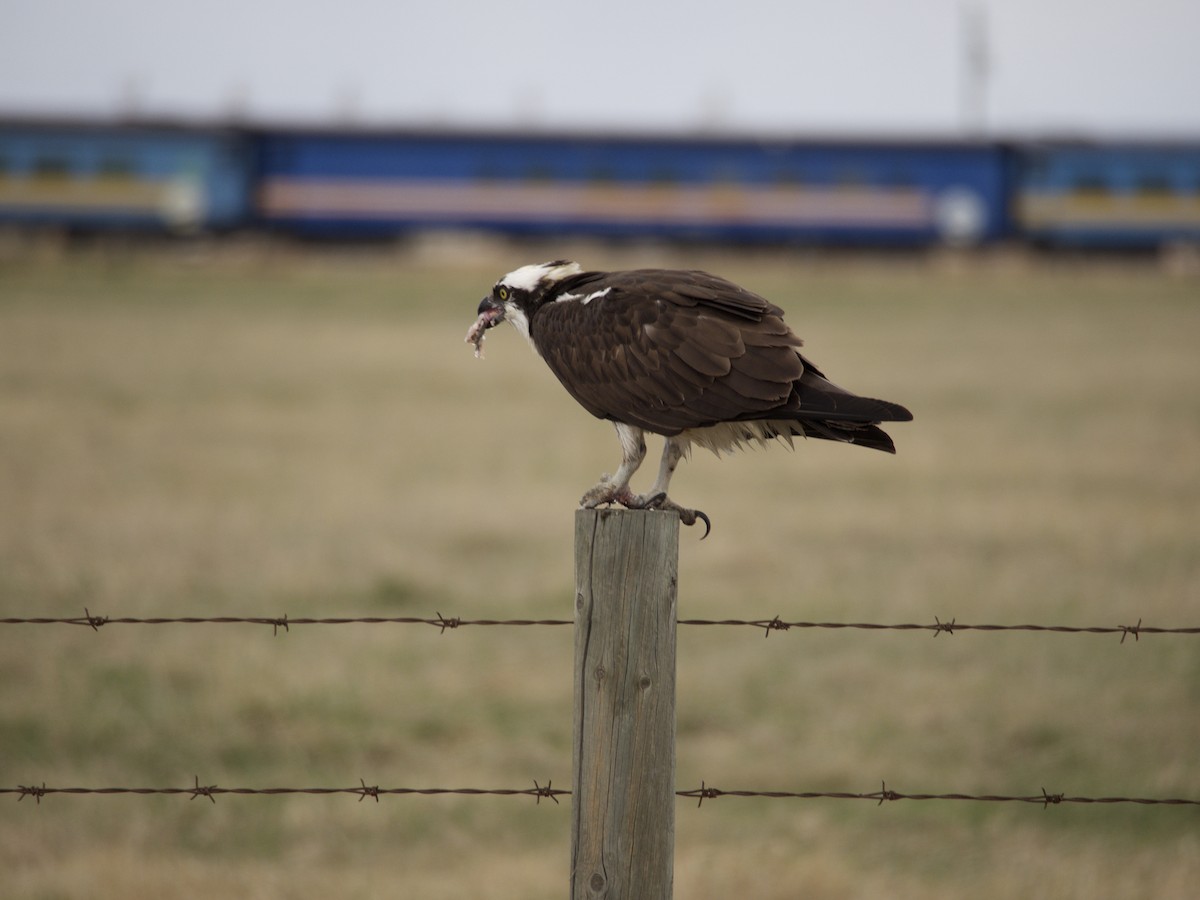 Osprey - ML56608931