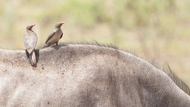 アカハシウシツツキ - ML566090511