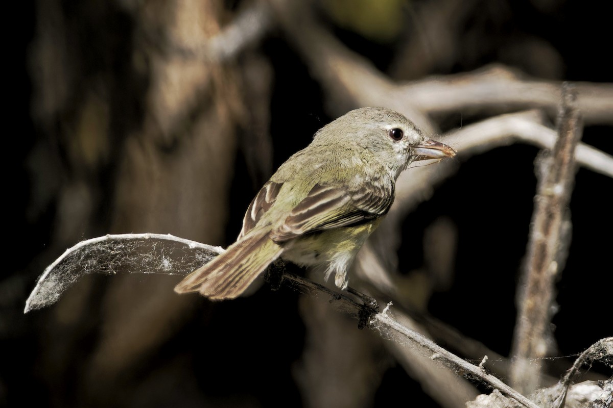 Warbling Vireo - Anonymous