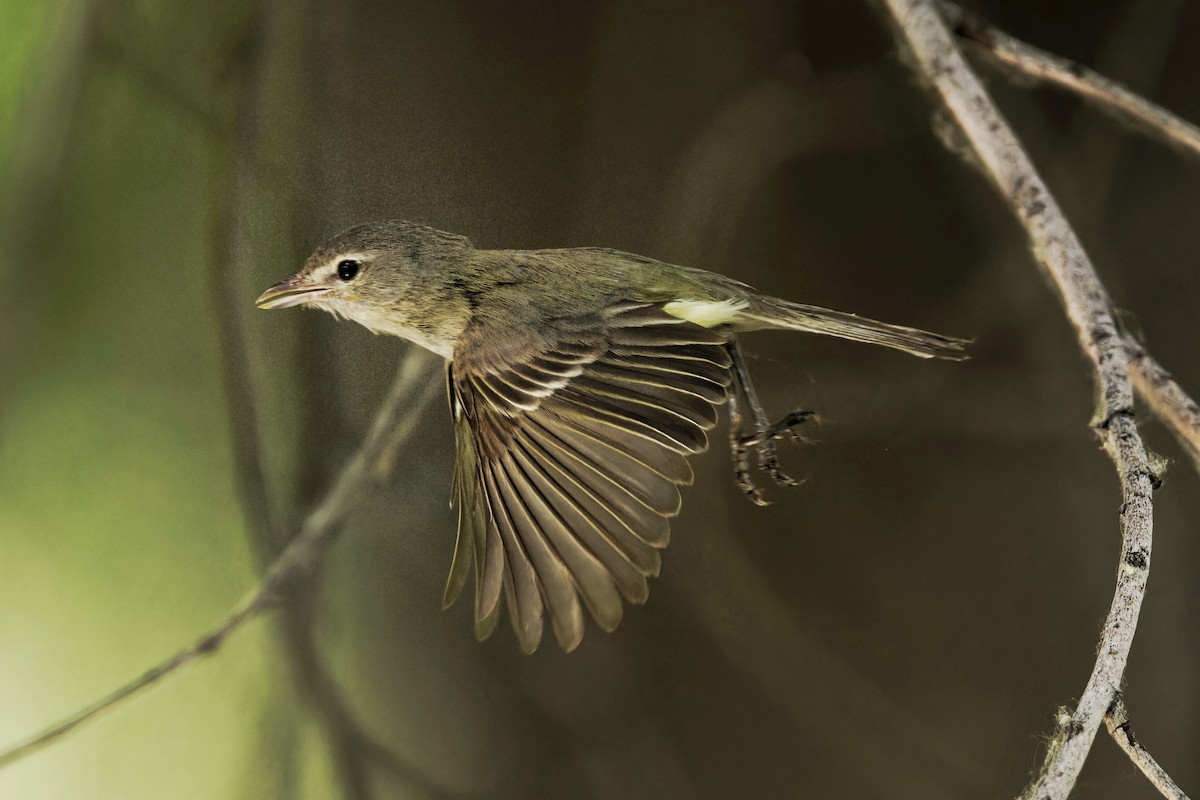 Warbling Vireo - Anonymous