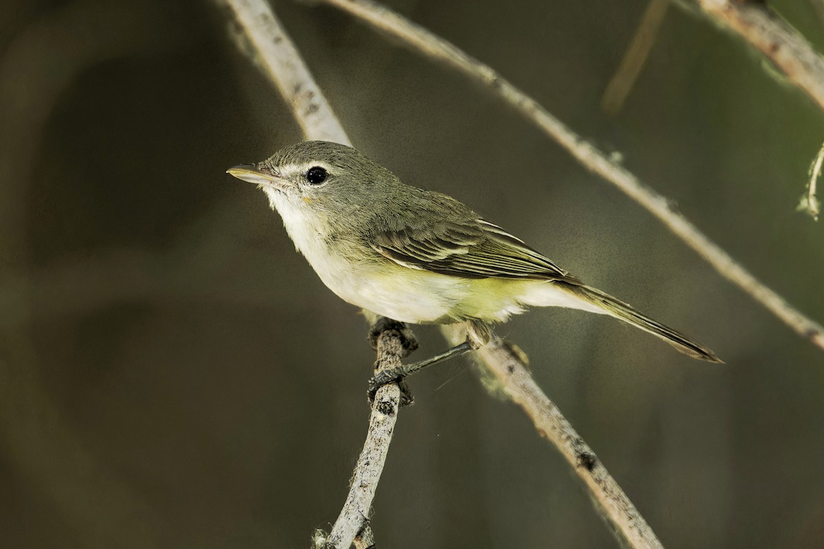 Warbling Vireo - Anonymous