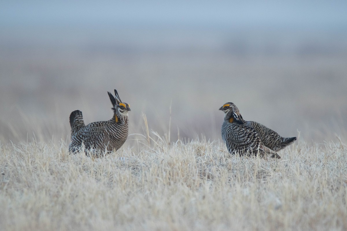 Tétras des prairies - ML566091921