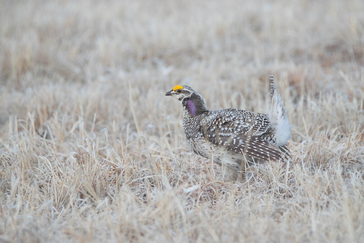 Sharp-tailed Grouse - ML566092021