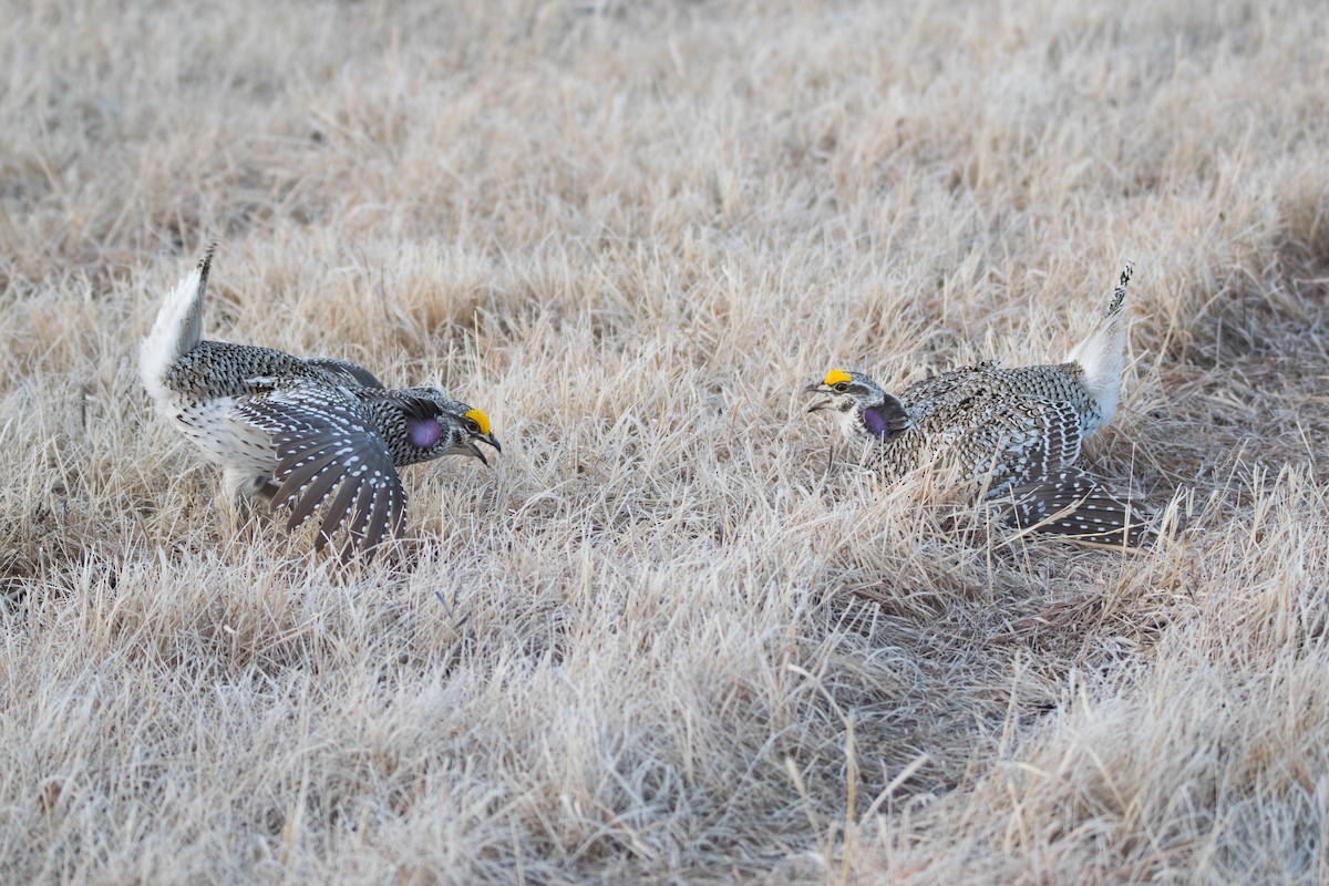 Sharp-tailed Grouse - ML566092381