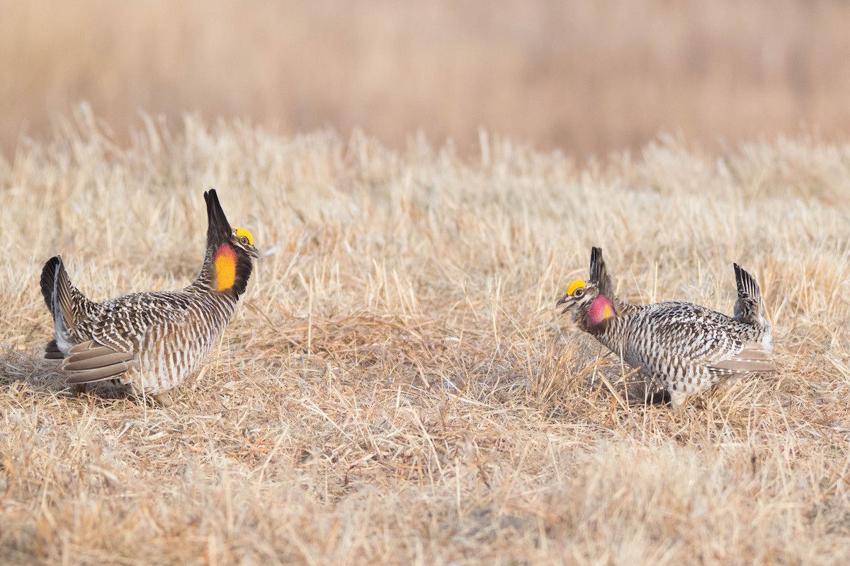 Sharp-tailed Grouse x Greater Prairie-Chicken (hybrid) - William Luckhardt