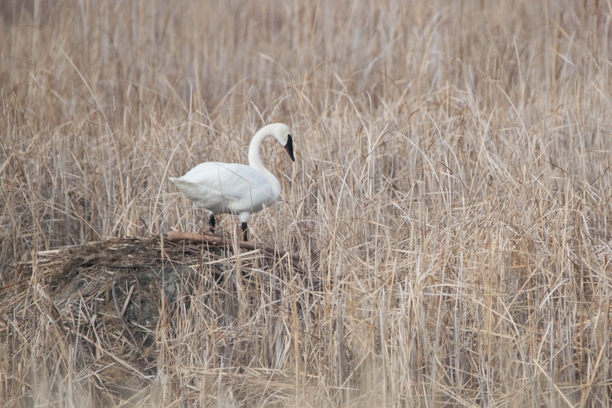 Trumpeter Swan - ML566092921