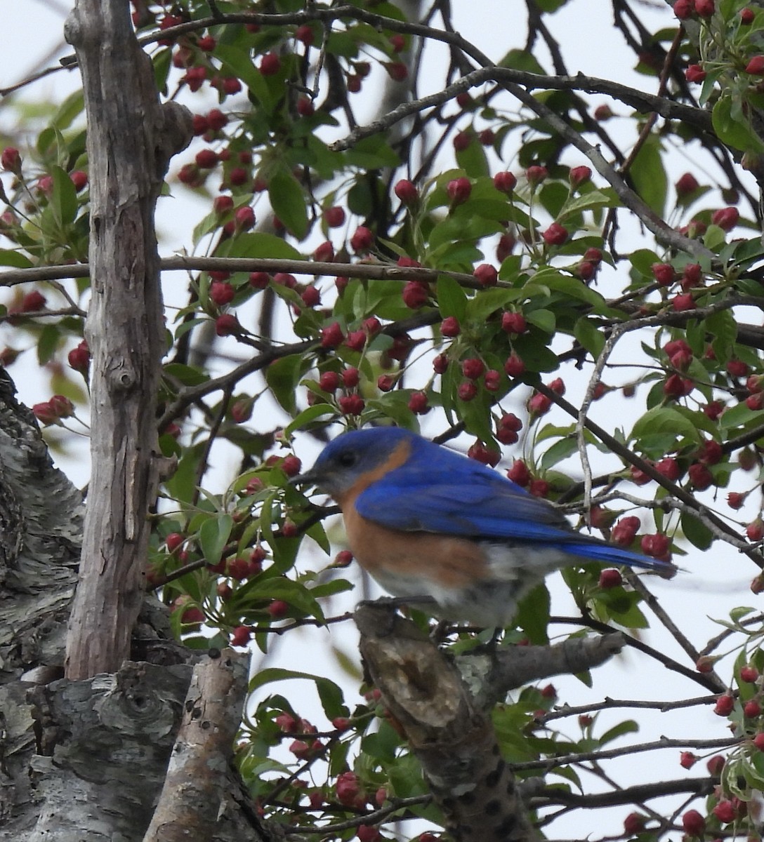 Eastern Bluebird - ML566092971