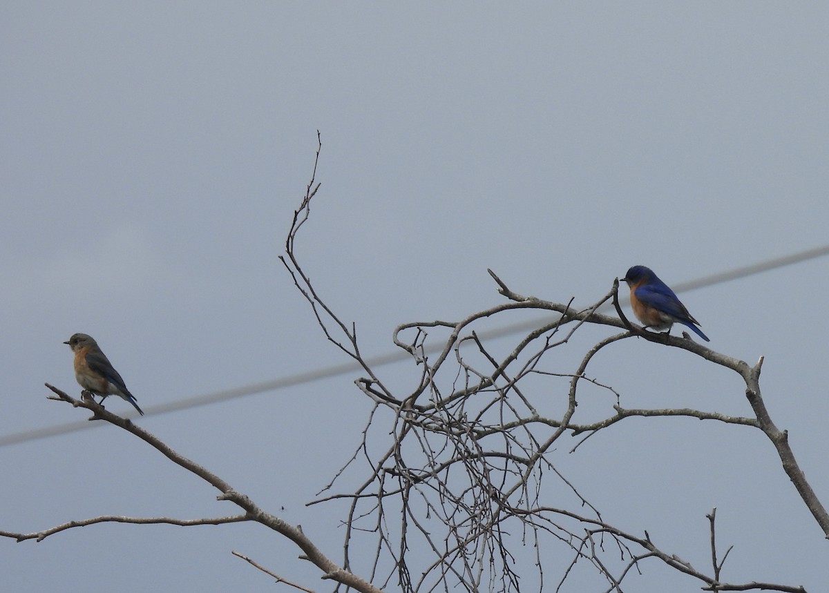 Eastern Bluebird - ML566093001