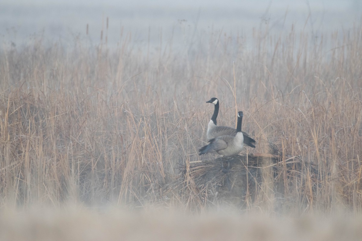 Canada Goose - ML566093011