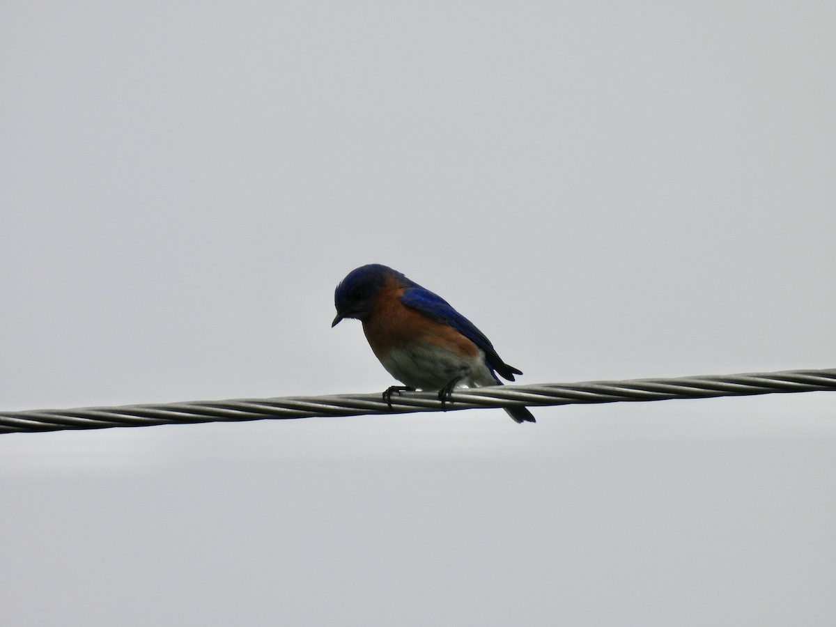 Eastern Bluebird - ML566093101