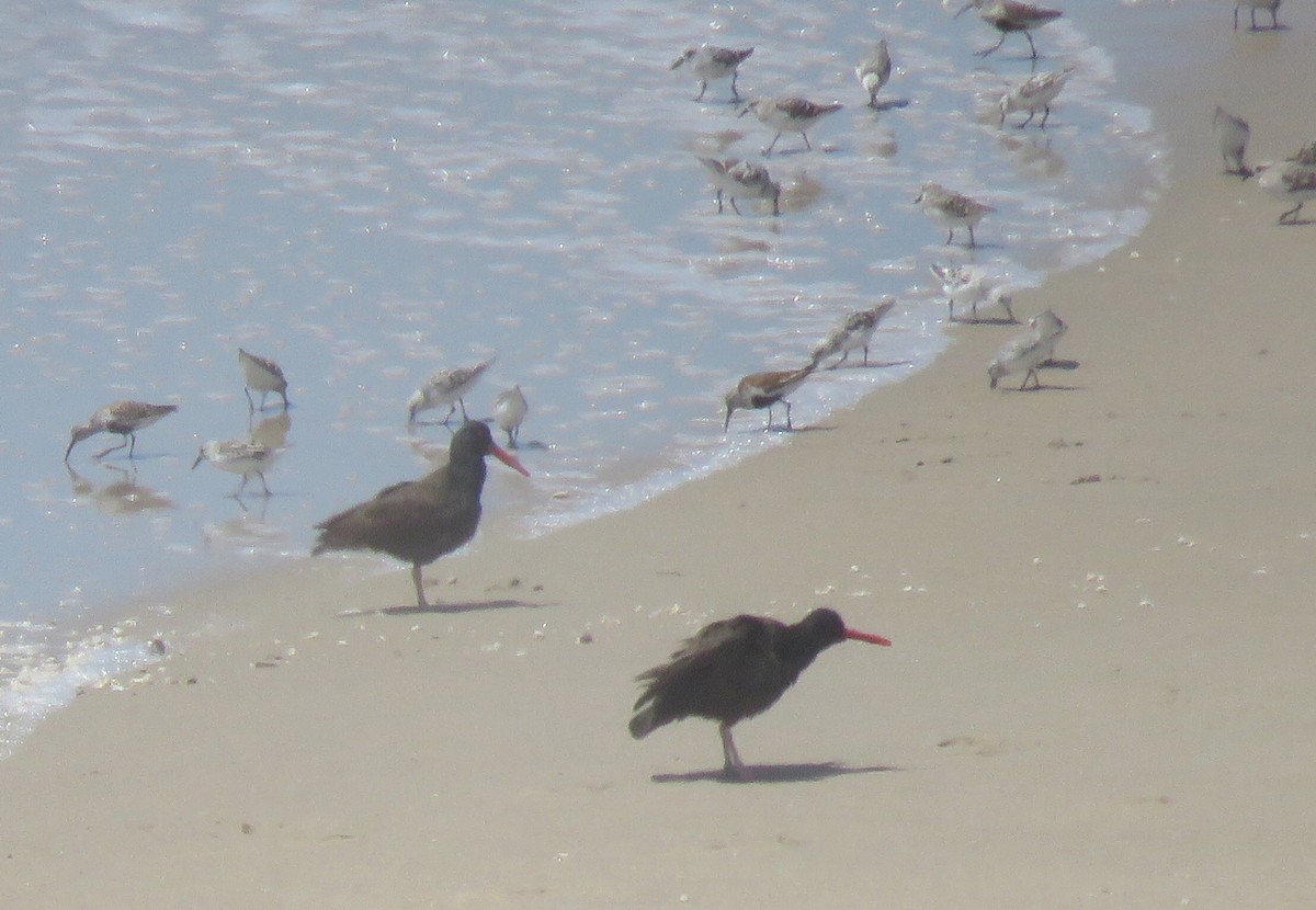 Гурвалж элсэг - ML56609311