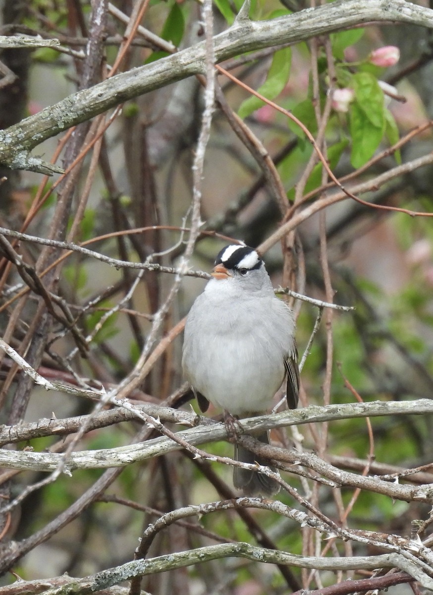 White-crowned Sparrow - ML566093191