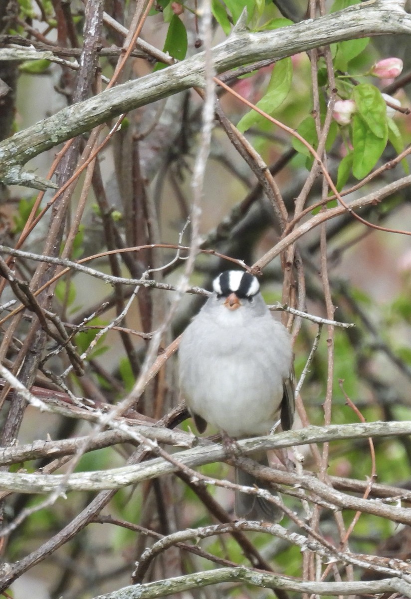 White-crowned Sparrow - ML566093221