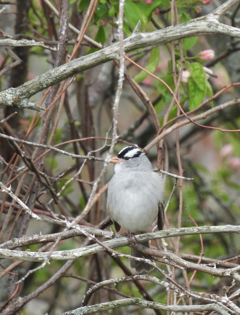 White-crowned Sparrow - ML566093231