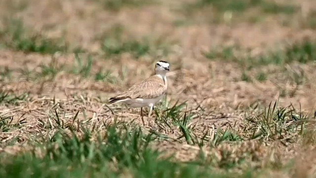 Mountain Plover - ML566093281