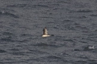 Common/Yellow-billed Loon - Hugo Blanco