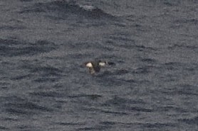 Common/Yellow-billed Loon - Hugo Blanco