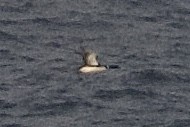 Common/Yellow-billed Loon - ML566093361