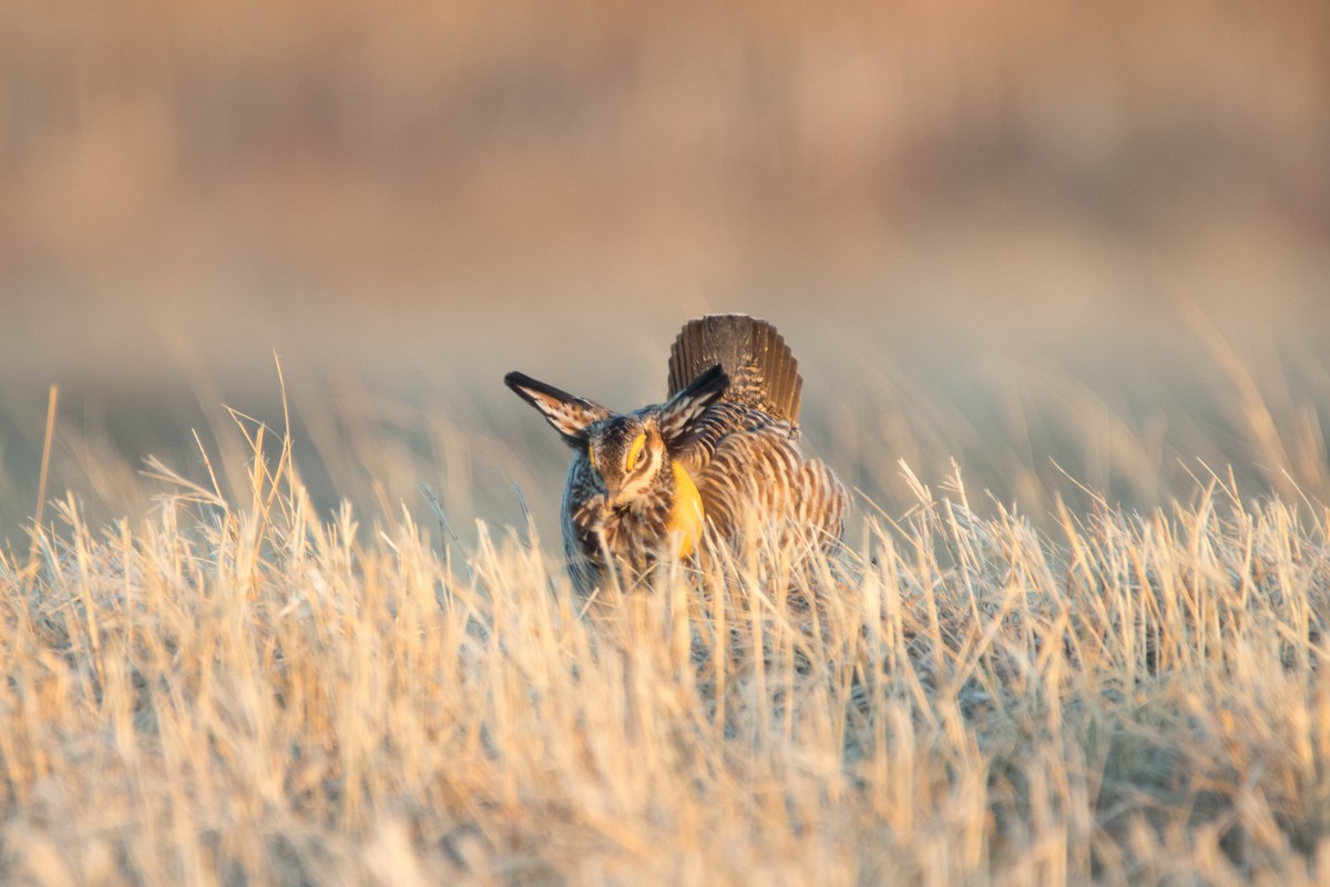 Tétras des prairies - ML566094461