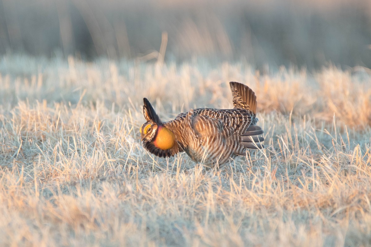 Greater Prairie-Chicken - ML566094481