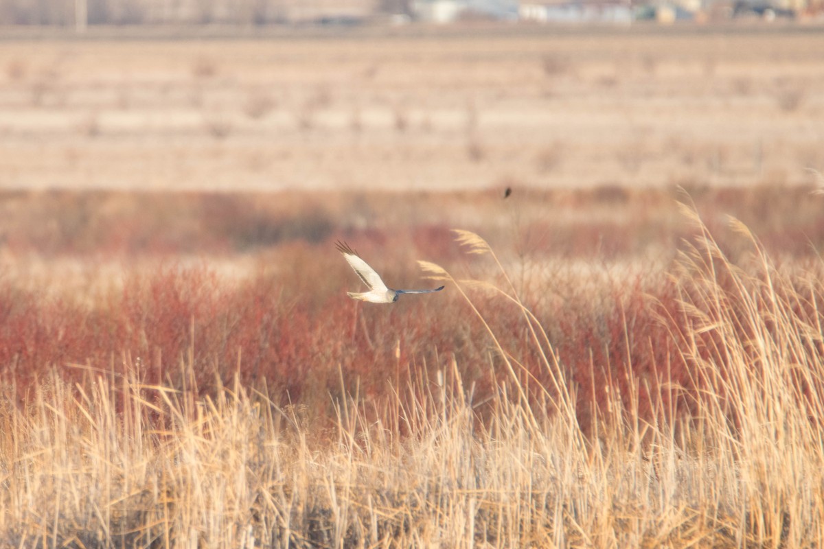 Northern Harrier - ML566094601