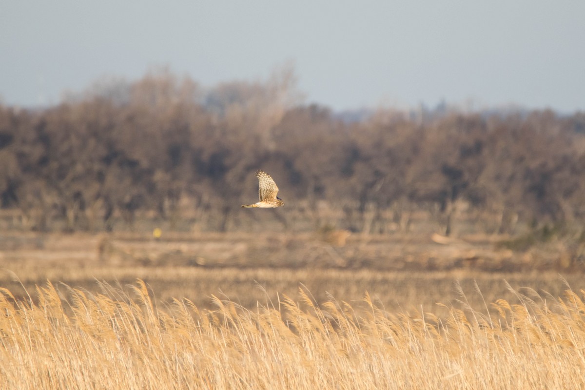 Northern Harrier - William Luckhardt