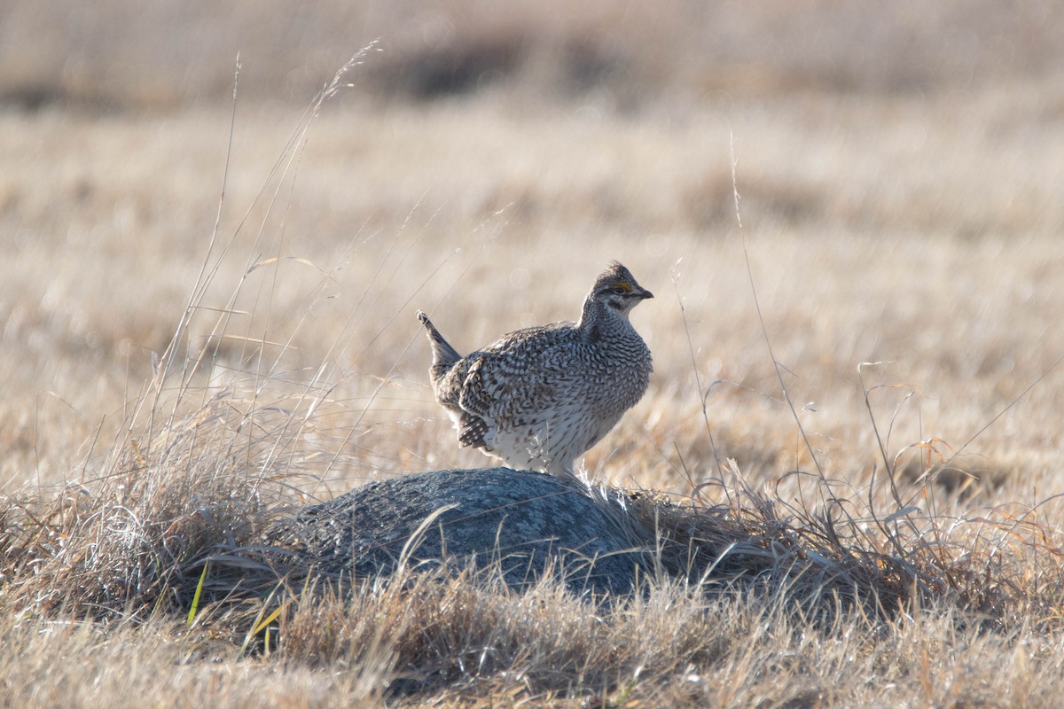 Sharp-tailed Grouse - ML566094731