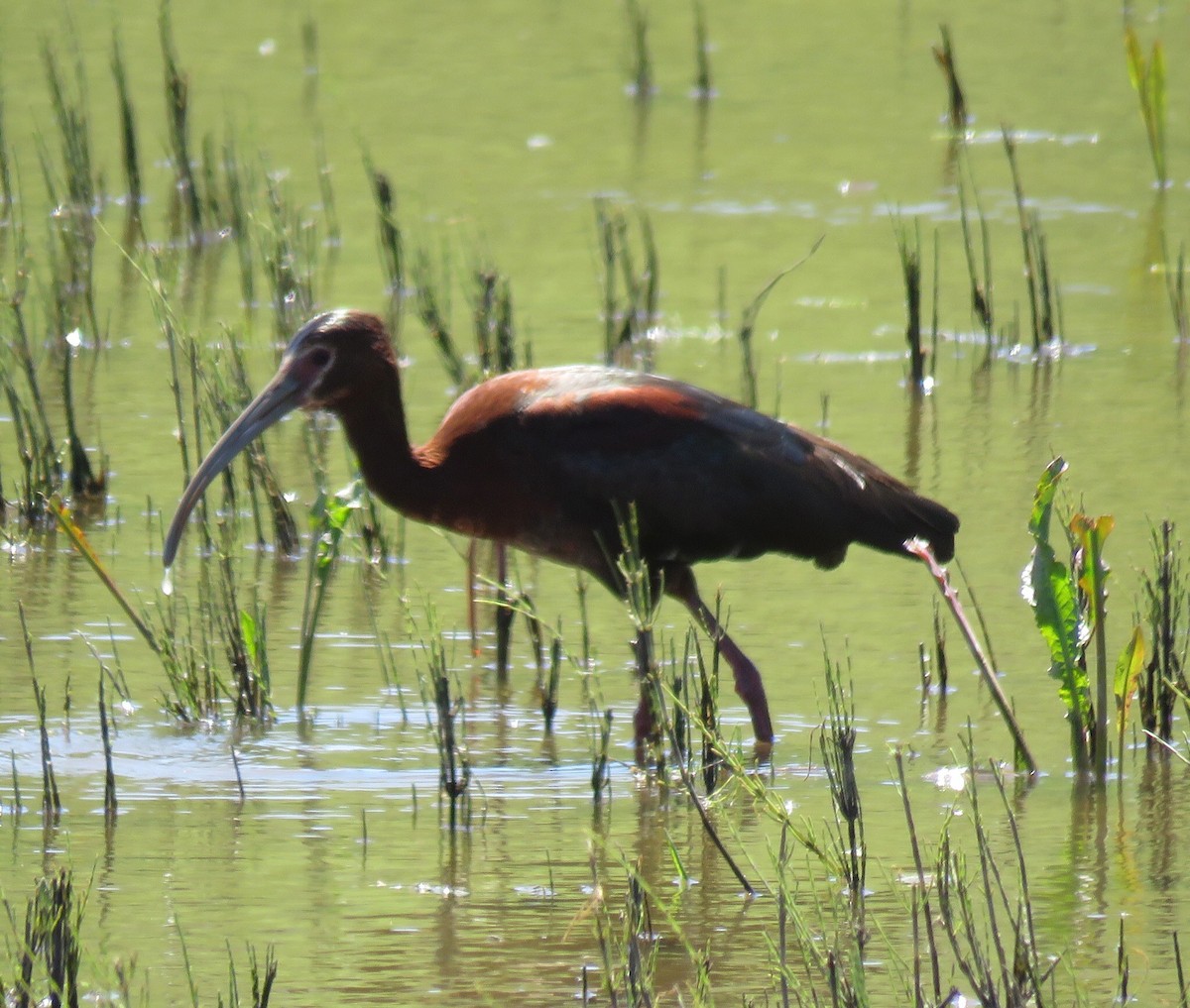 ibis americký - ML56609491
