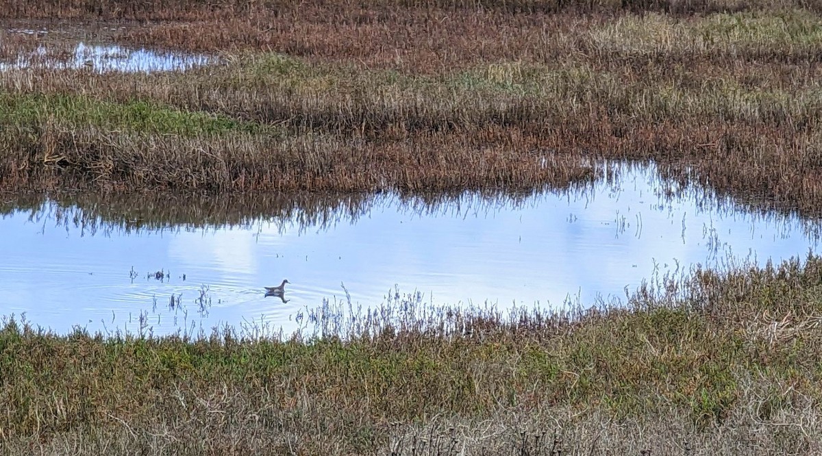 Red-necked Phalarope - ML566095281