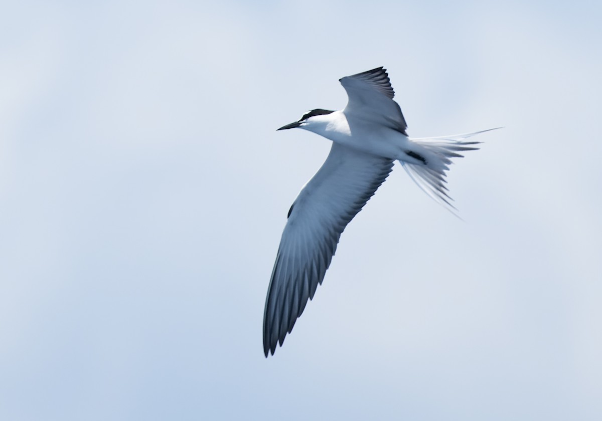 Bridled Tern - ML566096191